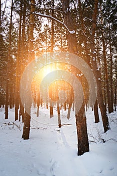 Pine winter forest at sunset, nature and clean air