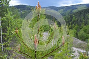 Pine in wonderful nature