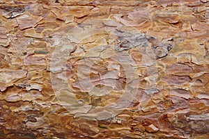 Pine wood bark section detail. Timber industry. Nature background