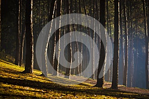 pine wood and beautiful morning sun light at pang ung mae hong sorn northern of thailand