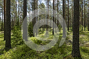 Pine wood landscape in a beautiful summer morning