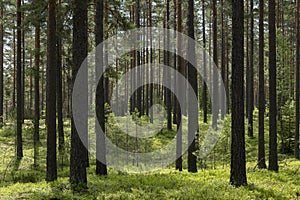 Pine wood landscape in a beautiful summer morning