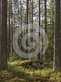 Pine wood landscape in spring