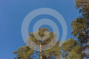 Pine wood landscape. Top fir trees close up on blue sky background. Low angle shot.