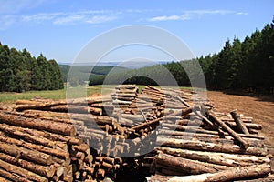 Pine wood-log stack in plantation