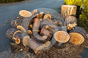 Pine wood logs from one pine tree lying in a heap on the ground