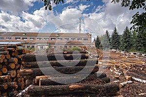 Pine wood logs stacked in yard of lumber mill