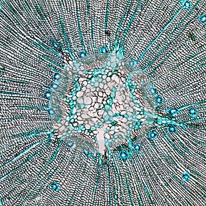 Pine Wood micrograph