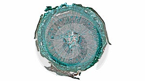 Pine Wood micrograph