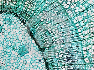 Pine Wood micrograph