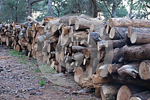 Pine wood from the most expensive winter firewood