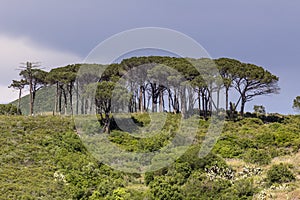 Pine wood near Rio nell'Elba, Elba, Tuscany, Italy