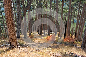 Pine wood on slopes Ah-petri photo