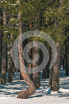 Pine woodland evergreen forest in winter