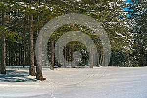 Pine woodland evergreen forest in winter