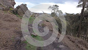 Pine woodland at The Roaches in the Peak District National Park