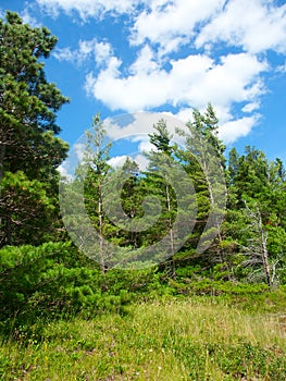 Pine Woodlands Landscape Michigan