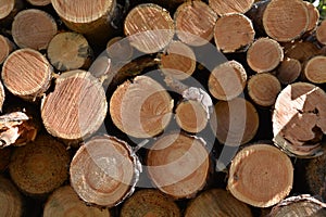 Pine woodpile timber circle lumber firewood Russia