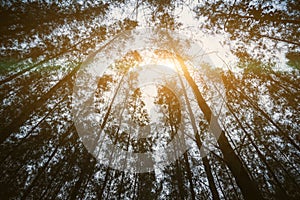 Pine woods and sun ray. Nature and Forest concept. Travel and Vacation theme. Trekking and Adventure theme. Uprising angle view photo