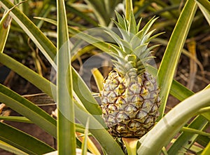 Pineaaple Growing, Oahu, Hawaii