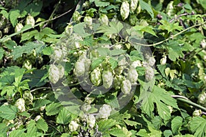 Pineal fruit of common Hop