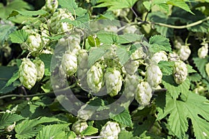 Pineal fruit of common Hop