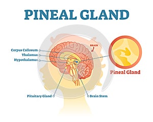 Pineal gland anatomical cross section vector illustration diagram with human brains.