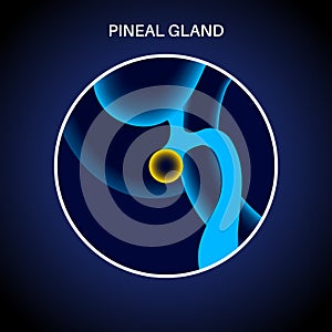 Pineal gland anatomy