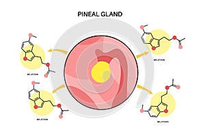 Pineal gland anatomy