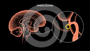 Pineal gland anatomy