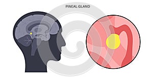 Pineal gland anatomy