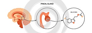 Pineal gland anatomy