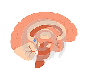 Pineal gland anatomy