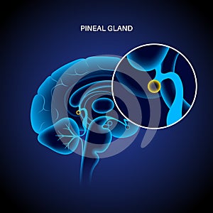 Pineal gland anatomy