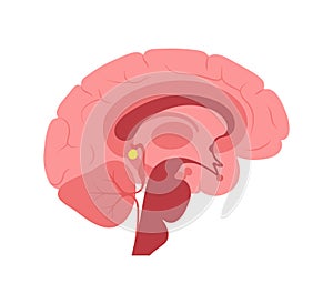 Pineal gland anatomy