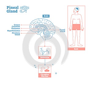 Pineal Gland of Endocrine System.Medical science vector illustration diagram. photo