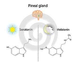 Pineal gland hormones. Serotonin and melatonin. Vector illustration.