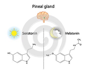 Pineal gland hormones. Serotonin and melatonin. Vector illustration. photo