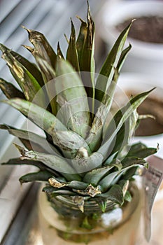 Pineaple leaves