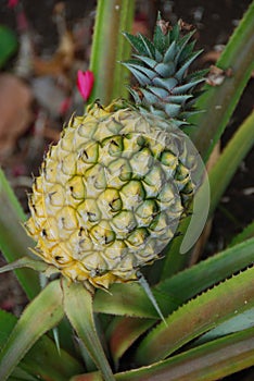 Ananas 