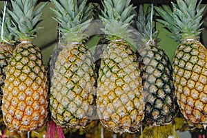 Pineapple