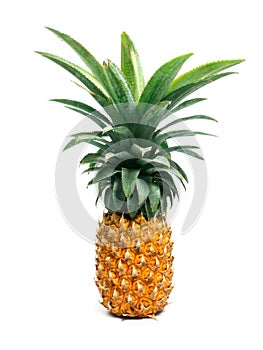 Ananas 