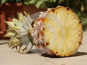 Ananas 