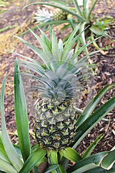 Pineapple