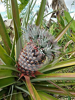 Pineapple with 5 crowns in Bengkulu rice fields