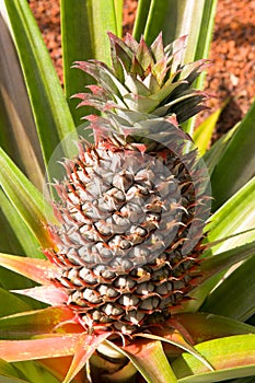 Pineapple