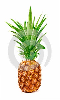 Ananas 