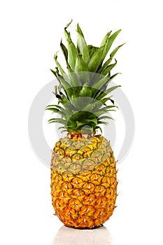 Pineapple photo