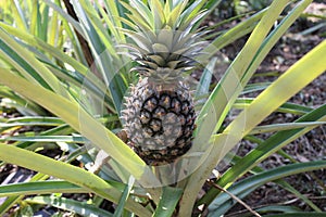 Pineapple at agriculture farm - Karnataka, India.