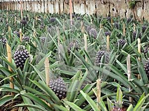 Pineapple plantation Ponta Delgada Azores Portugal photo